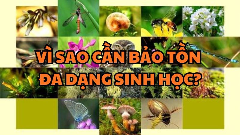 Vì sao cần bảo tồn đa dạng sinh học?