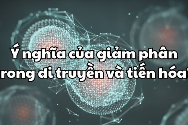 Ý nghĩa của giảm phân