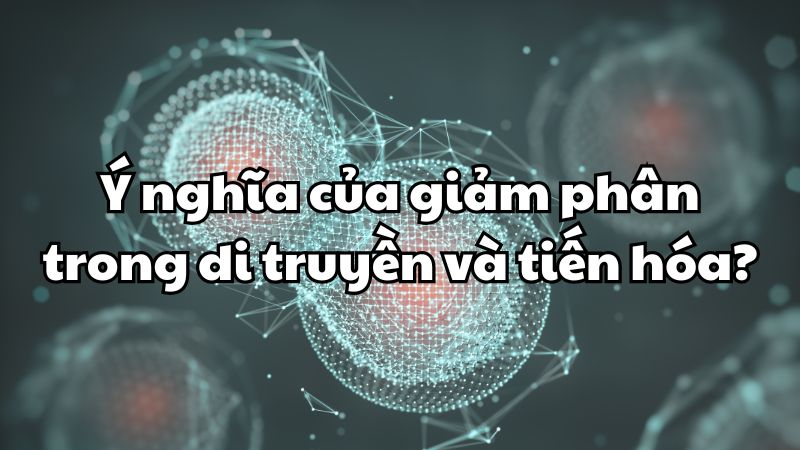 Ý nghĩa của giảm phân