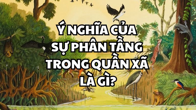 Ý nghĩa của sự phân tầng trong quần xã là gì?
