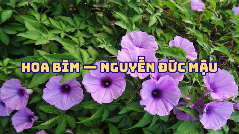 Tác giả tác phẩm Hoa bìm — Nguyễn Đức Mậu đầy đủ nhất