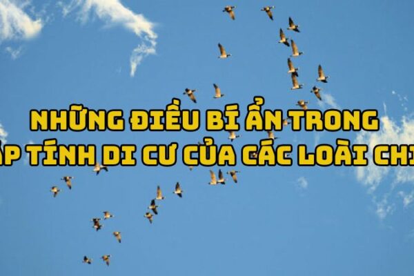 Tác giả tác phẩm Những điều bí ẩn trong tập tính di cư của các loài chim