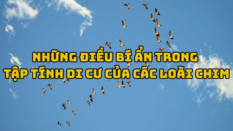 Tác giả tác phẩm Những điều bí ẩn trong tập tính di cư của các loài chim