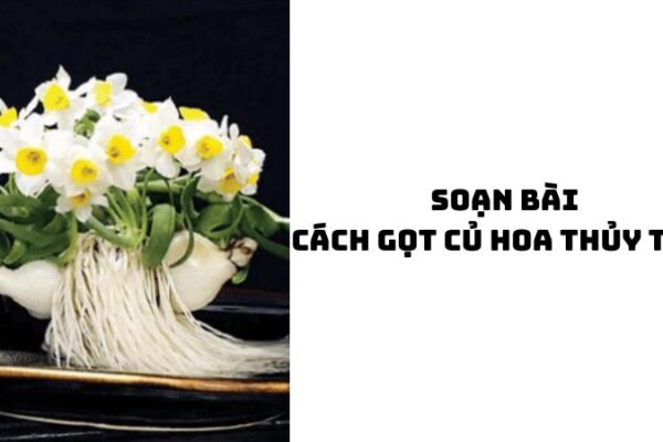 Soạn bài Cách gọt củ hoa thủy tiên đầy đủ