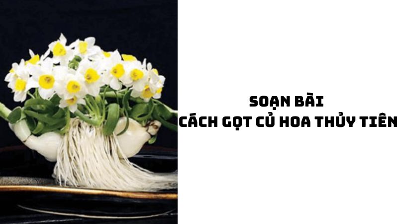 Soạn bài Cách gọt củ hoa thủy tiên đầy đủ