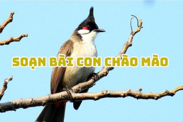 Soạn bài Con chào mào Mai Văn Phấn đầy đủ chi tiết