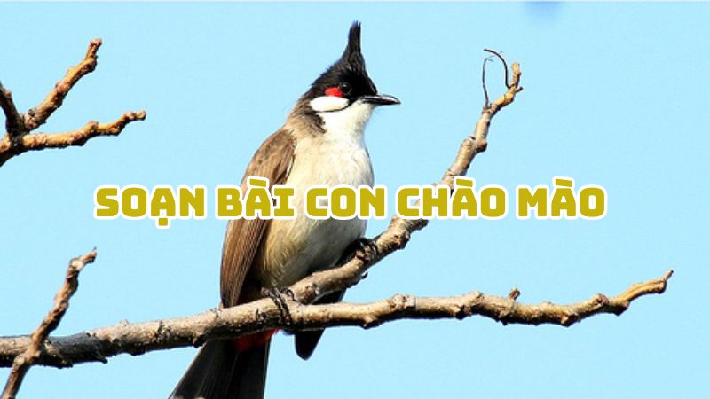 Soạn bài Con chào mào Mai Văn Phấn đầy đủ chi tiết