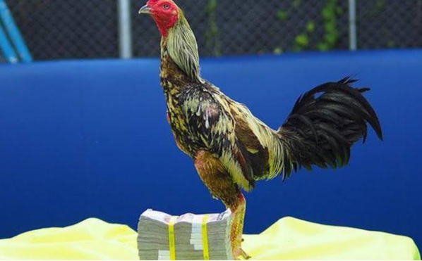 Có nên xem trực tiếp đá gà thomo hôm nay trên Thomohomnay?