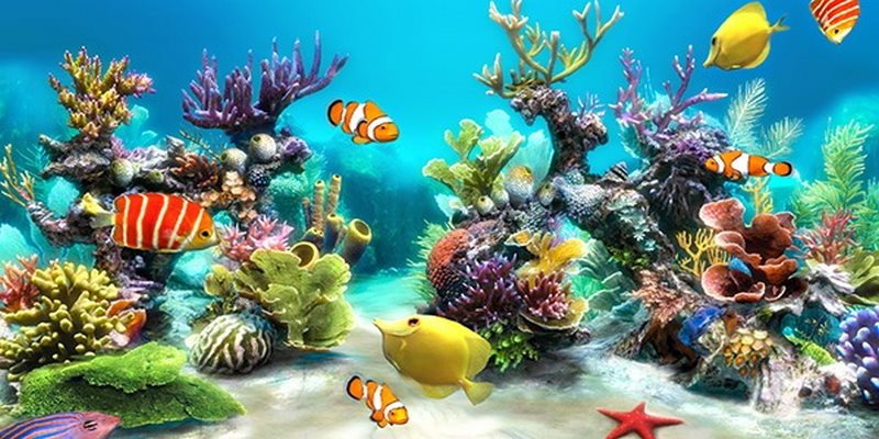 Vẻ đẹp đại dương được tạo nên từ màu sắc và chuyển động đa dạng